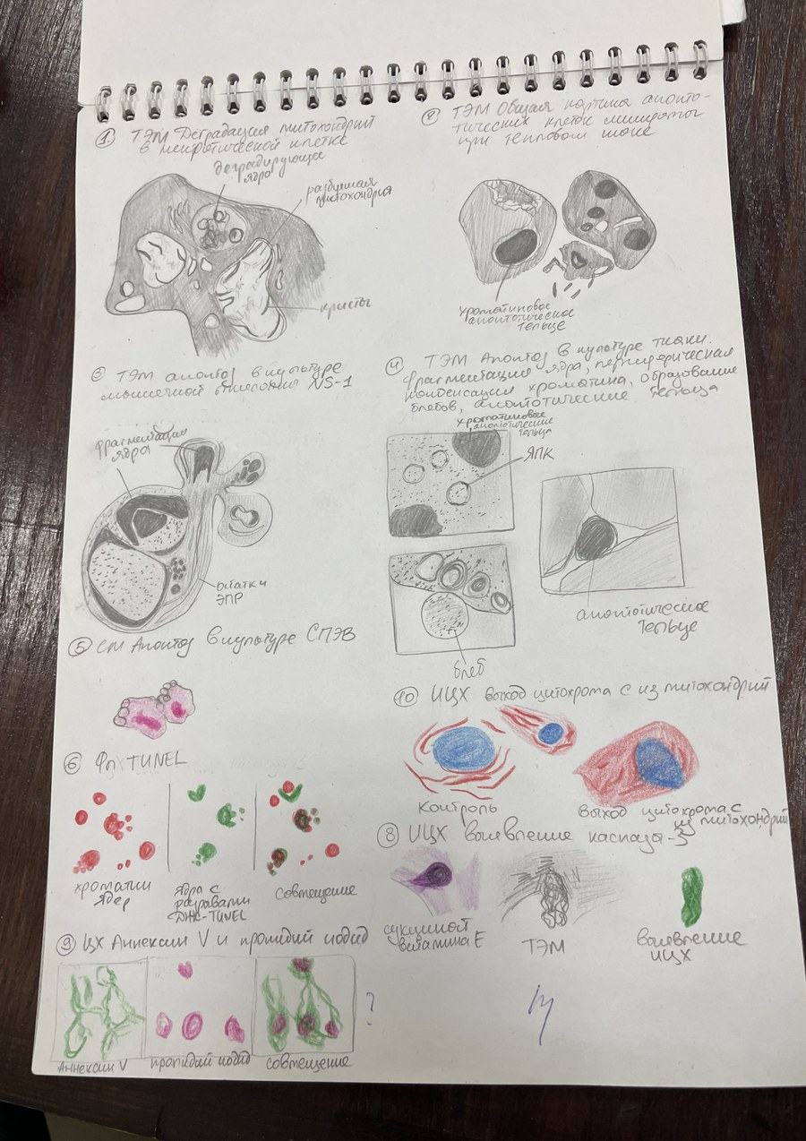 Hand-drawn notebook sketches of apoptosis observed under TEM