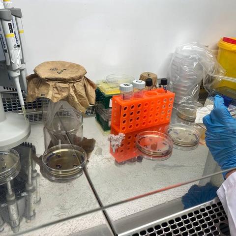 Lab bench with Petri dishes, sample vials and pipettes used for the extract testing