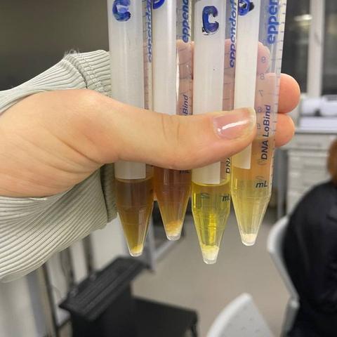 Four labelled tubes holding the extracted samples