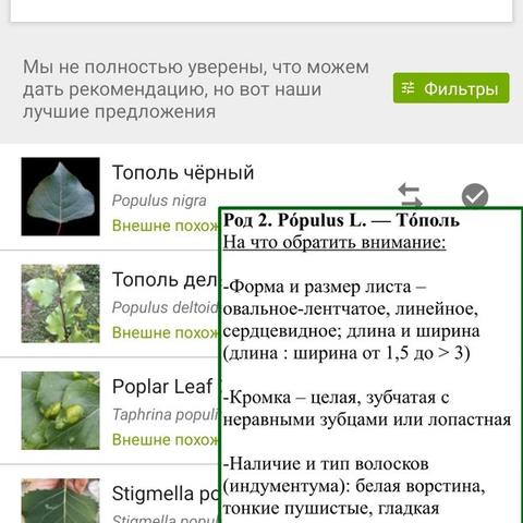 Plant identification app suggesting species matches for a poplar leaf photo