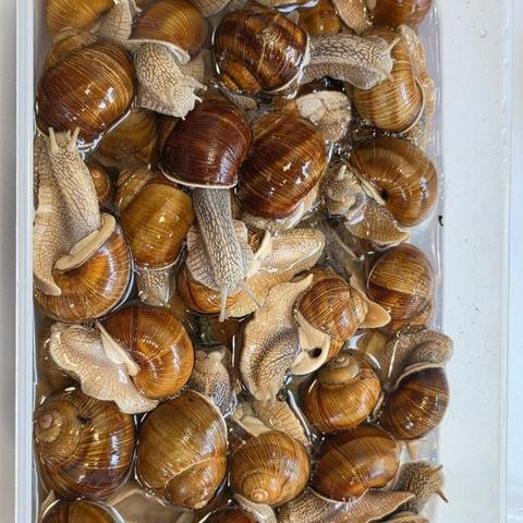 Helix pomatia and Arion vulgaris snails collected for the study