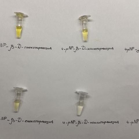 Labelled sample tubes with substrates used for the enzyme assays