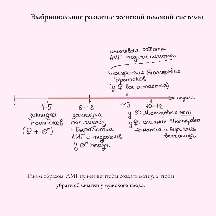 Infographic timeline of Mullerian and Wolffian duct development in the embryo
